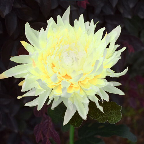Solar-Chrysanthemen-Gartenleuchten, LED-Außenleuchten, 12er-Pack