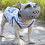 Mesh Muzzle Breathable Dog Muzzle 1 Piece 3