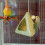 Bosca Neidithe Éan do Chocatiels agus Budgies, Gach Séasúr 1