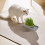 Cat Grass Hydroponic Kit Indoor Non-Toxic 1 Pack 4