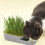 Cat Grass Hydroponic Kit Indoor Non-Toxic 1 Pack 5