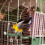 Rope Bird Perch Durable for Small Birds 1 Piece 4