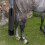 Horse Tail Cover Bag for Grooming and Stabling 4