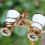 All-Metal White Opera Glasses HD Wide-Focus Binoculars 5