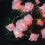 „Marry Me Rose“-Lichterkette, 3 m, 20 LEDs, Rot/Weiß 3