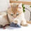 Interactive Cat Toy Electric Mouse Teaser 1 Pack 6
