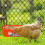 Automatic Hanging Feeder for Chickens Goats Deer Dogs and 3