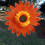 Sonnenblumen-Windrad, große Gartendekoration 1