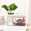 Gold Fish Box Pen Rack Transparent Desktop Organizer 1