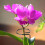 Support pour plantes grimpantes vertes pour le jardin 8