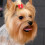 Fiocchi per capelli per cani con elastici, multicolore, confezione da 6 8