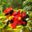 Dinosaur Transformation Car Toy STEM Learning Push and Go 8