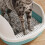Cat Sandbox Pan Durable Anti-Splashing with Sifting Litter 7