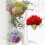 Cinn Bláthanna Hydrangea Saorga27Forc6Coirnéil 6