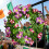 St. Patricks dag krans blomster forår dørdekoration 4
