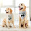 Hundebryllupsbandana til små mellemstore hunde 4