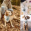 Hundebryllupsbandana til små mellemstore hunde 6