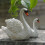 Set van 2 witte zwanen tuinbeelden van polyhars 4