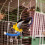 Bird Perch Standing Rod for Claw Sharpening 6