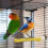 tige d'affûtage pour perchoir à oiseaux en cage 6