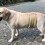 Waschbare, wiederverwendbare Hunde-Unterhosen (1 Stück) 2