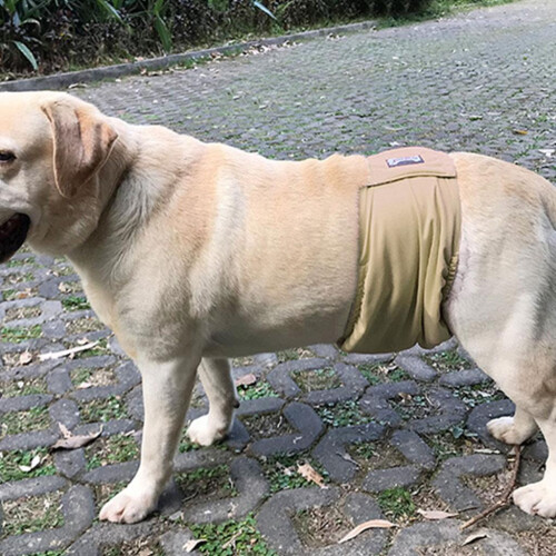 Waschbare, wiederverwendbare Hunde-Unterhosen (1 Stück) 1