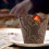 Tulip cupcake liners natural parchment 100 pcs 6