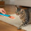 Cat Food Squeezer Portable Feeder Lightweight 3