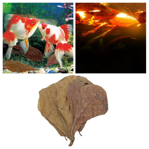 Feuilles d'amandier pour aquarium (10 pièces, 15 cm) 1