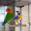 Natural Rope Bird Perch with Claw Conditioning Surface 1 4