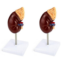 2X Life-Size Kidney Model, 2 Parts Showing Internal Structure A Kidney Human Anatomy Replica