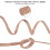 Copper Grounding Strap 26 ft  3 mm  0.8 mm 4