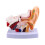 Human Ear Anatomy Model, Ear Structure Building Auditory System Otolaryngology Display Teaching,  Ear Model 1