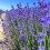 Lavender Sachets Dried Flower Sleep Aid 10 Pcs 6