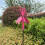 Blumenfee Metall-Gartenstecker Windspiel für draußen (1 Stück) 2