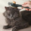 Pettine massaggiante rotondo portatile per cani e gatti 8