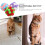 Interactive Cat Toy Balls Fuzzy Design 3 Pcs 2