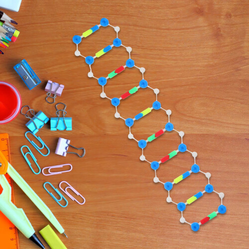 DNA Double Strand Model for Biology Education 2