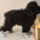 Dog Boots Small Medium Adjustable Non-Slip Warm Fleece 4