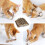 Silvervine sticks for cats chew toy 6 pieces 2