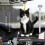 Black Cat Christmas Ornament Acrylic 2D Hanging 7