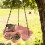 Bird Feeder and Waterer with 4 Compartments 5
