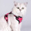 Cat Harness and Leash Set Adjustable Breathable Reflective 2