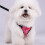 Cat Vest Harness and Leash Set Adjustable Breathable Mesh 3