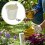 Galvanized Metal Bucket with Handle 5 pcs 8