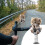 Shy Kitty Bobblehead Acrylic 2D Decor 1pc 2