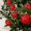 Glitter Sequin Christmas Ball Ornaments Red 12 pcs 3