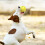 Interactive Dog Toy Rolling Smart Rotary Toy Type-C 6
