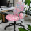 Housse de chaise de bureau rose à motif fleurs de cerisier 2