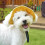 Dog Hat Sun Protection Adjustable Drawstring Yellow 7